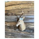 Whitetail shoulder mount