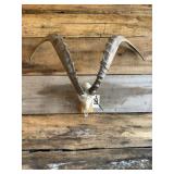 Ibex european mount