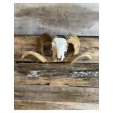 Ram Skull