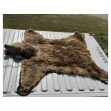 Bear skin  rug