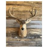 Mule deer shoulder mount