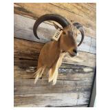 Aoudad shoulder mount