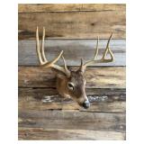 Whitetail Shoulder mount