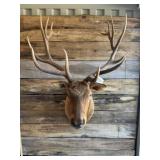 Elk Shoulder mount