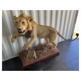 Full body African Lion mount