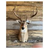 Whitetail Shoulder mount