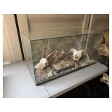 Quail, Jacob Sheep, and Ram display