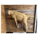 Full body Mountain Goat mount