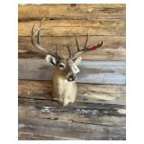Whitetail shoulder mount