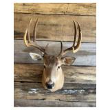Whitetail shoulder mount