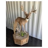 Half White Tail Pedestal mount