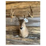 Whitetail Shoulder mount