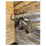 Black Wildebeest shoulder mount