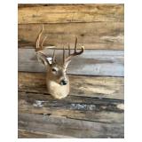 Whitetail shoulder mount