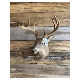Whitetail shoulder mount