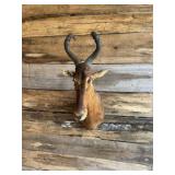 Hardebeest shoulder mount
