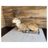 Full body Ibex mount