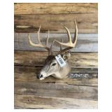Whitetail shoulder mount