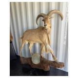 Full body Aoudad wall mount