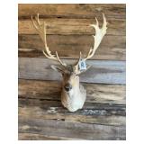 Fallow Shoulder mount