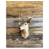 Whitetail Shoulder mount