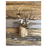 Whitetail Shoulder mount