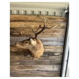 Elk Shoulder mount