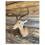 Impala shoulder mount