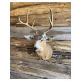 Mule deer shoulder mount