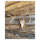 Whitetail European mount