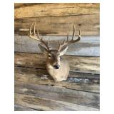 Whitetail shoulder mount