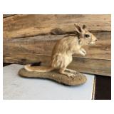 South African Spring Hare full body mount