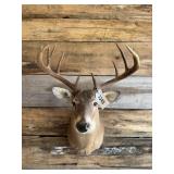 Whitetail Shoulder mount