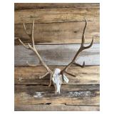 Red Deer European mount