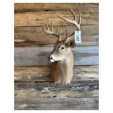 Whitetail shoulder mount