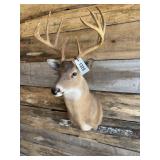 Whitetail shoulder mount