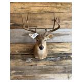 Whitetail shoulder mount