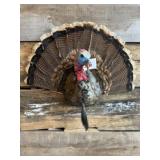 Turkey fan wall mount