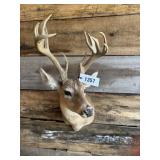 Whitetail Shoulder mount
