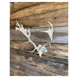 Fallow European mount