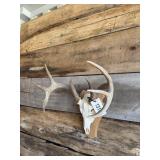 Whitetail European mount