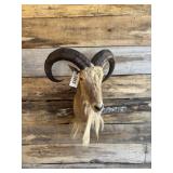 Aoudad shoulder mount