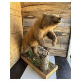 Full body Bear mount