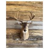 Whitetail shoulder mount