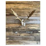 Fallow European Mount