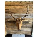 Elk Shoulder mount