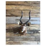 Bush Buck mount