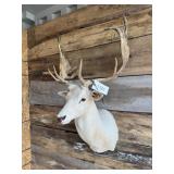 Fallow shoulder mount