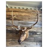 Elk Shoulder mount