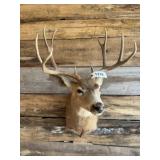 Mule Deer Shoulder mount